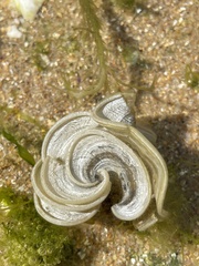 Padina pavonica