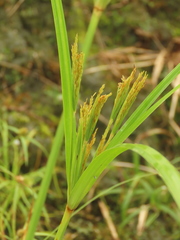 Cyperus nutans