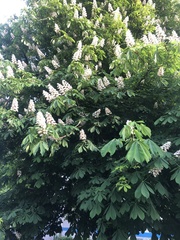 Aesculus hippocastanum