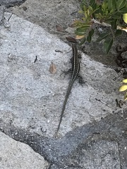 Anatololacerta anatolica