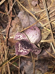 Hexastylis shuttleworthii