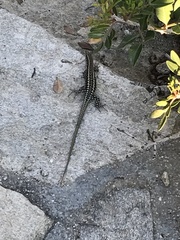 Anatololacerta anatolica