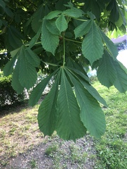 Aesculus hippocastanum