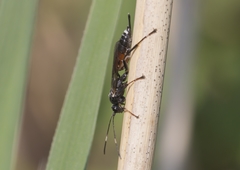 Agrothereutina