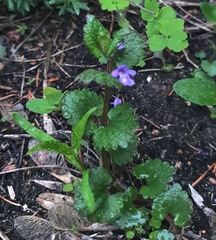 Glechoma hederacea