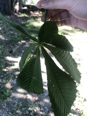 Aesculus hippocastanum
