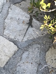 Anatololacerta anatolica