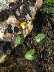 Caltha arctica