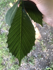 Aesculus hippocastanum