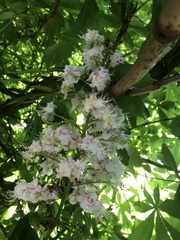 Aesculus hippocastanum