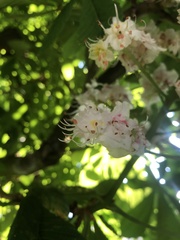 Aesculus hippocastanum