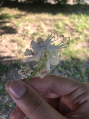 Aesculus hippocastanum