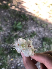 Aesculus hippocastanum
