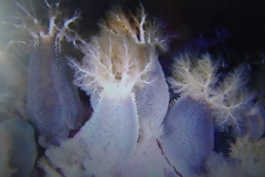 Cucumaria frondosa