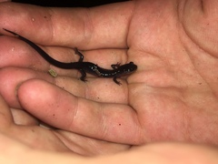 Plethodon metcalfi