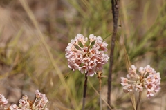 Pterandra pyroidea