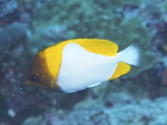 Hemitaurichthys polylepis