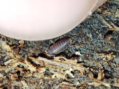 Eubelidae