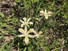 Iris chrysophylla
