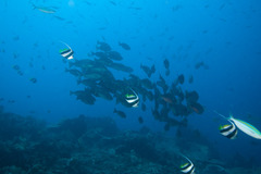 Heniochus diphreutes