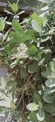 Magnoliopsida
