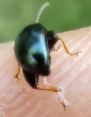 Psylliodes chrysocephala