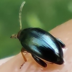 Psylliodes chrysocephala