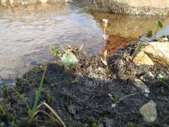 Endocellion glaciale