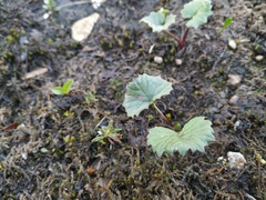 Endocellion glaciale