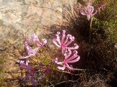 Nerine humilis