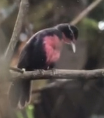Rhodinocichla rosea