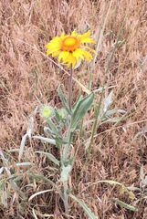 Gaillardia aristata
