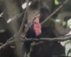 Rhodinocichla rosea