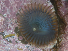 Myxicola