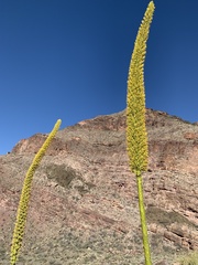 Agave utahensis