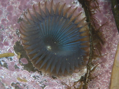 Myxicola