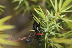 Synanthedon stomoxiformis