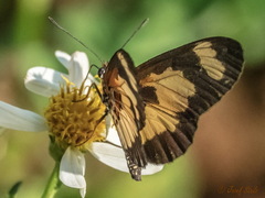 Acraea cabira