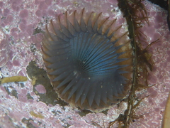 Myxicola