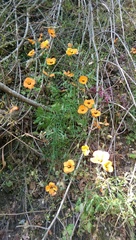 Papaver heterophyllum