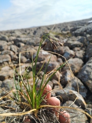 Carex misandra