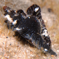 Pterochelus triformis
