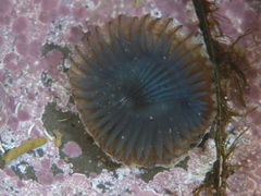 Myxicola