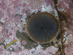 Myxicola