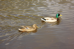 Anas platyrhynchos