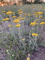 Achillea tomentosa