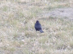 Euphagus