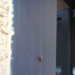Salticidae