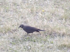 Euphagus
