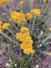 Achillea tomentosa
